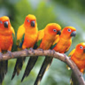 Meet your Posher, Imanii